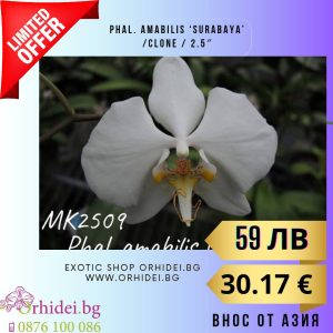 Phal. amabilis 'Surabaya' /Clone / 2.5"  без цвят #111