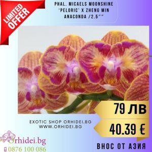 Phal. Crystal Kolehmainen ES  2.5″ #140