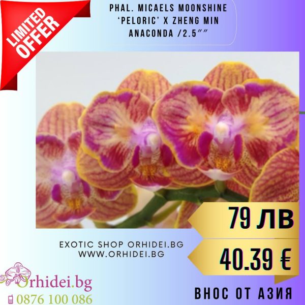 Phal. Crystal Kolehmainen ES  2.5″ #140