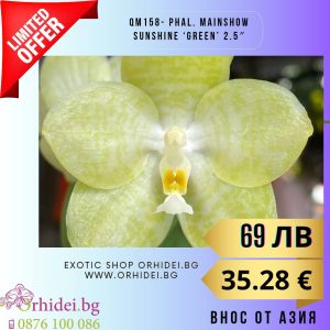 QM158- Phal. Mainshow Sunshine ‘Green’ 2.5″ #128