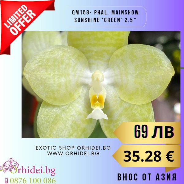 QM158- Phal. Mainshow Sunshine ‘Green’ 2.5″ #128