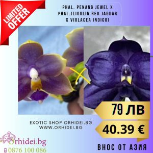 Phal. Yaphon Blue Bird x Mituo Relflex Dragon’Blue#2′ / 1.7″ #147