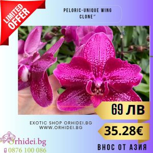 Phal. schilleriana x Victoria Lace / 2.5″ #122