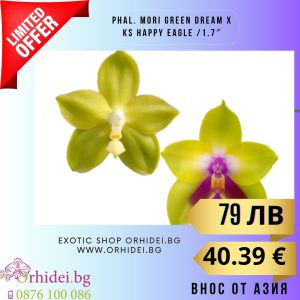 Phal. Mori Green Dream x KS Happy Eagle /1.7″ #121