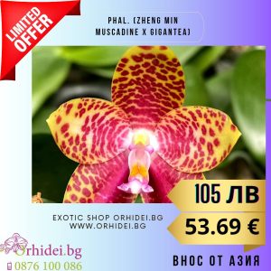 Phal. (Zheng Min Muscadine x gigantea) ‘Mainshow’ 2.5″ #148