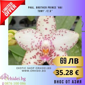 Phal. Brother Prince ‘Hai Tony’ /2.5″- без цвят. #104