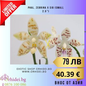 Phal. zebrina x sib (Small 2.5")  без цвят #115