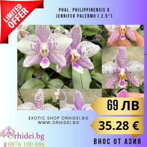Phal. Philippinensis x Jennifer palermo 2.5 #129