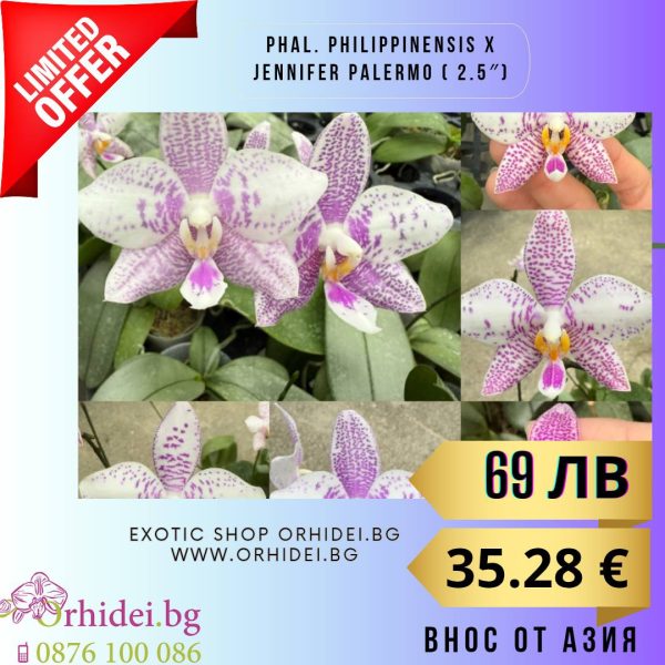 Phal. Philippinensis x Jennifer palermo 2.5 #129