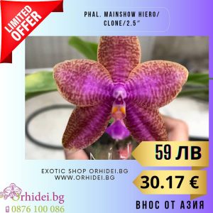 Phal. Mainshow Hiero 2.5″ #123