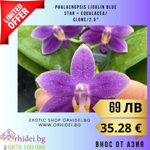 Phalaenopsis Lioulin Blue Star × Equalacea 2.5″ #124