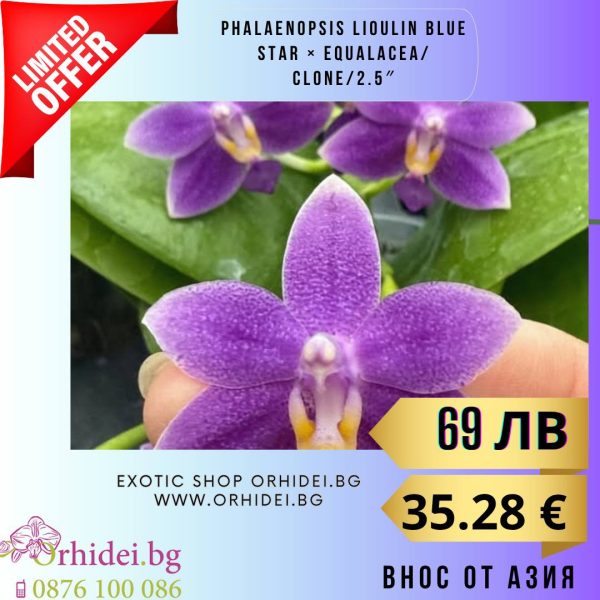 Phalaenopsis Lioulin Blue Star × Equalacea 2.5″ #124