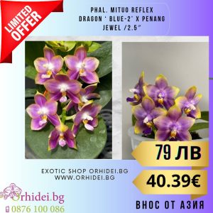Phal. Yaphon Blue Bird x Mituo Relflex Dragon'Blue1.7"  без цвят #119