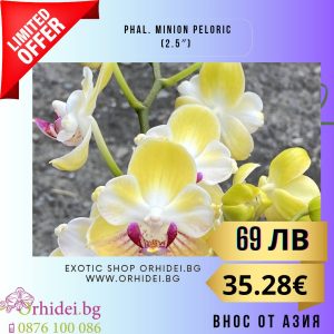 Phal. Minion Peloric (2.5")   без цвят #107