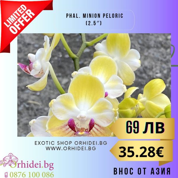 Phal. Minion Peloric (2.5")   без цвят #107
