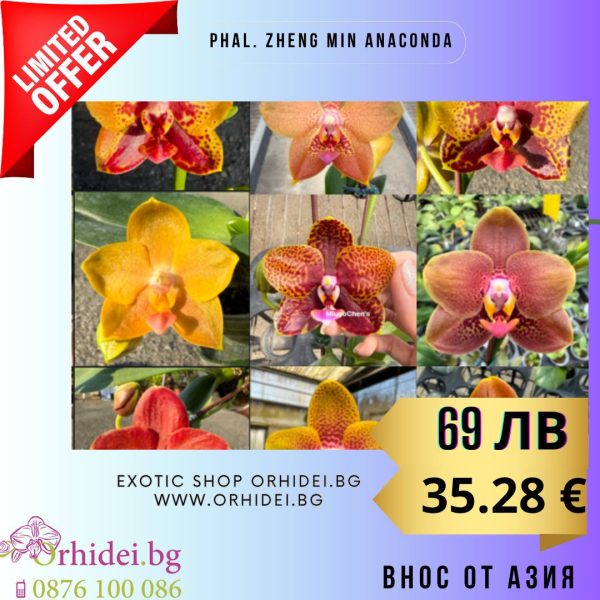 Phal. Zheng Min Anaconda Hybrid  2.5″ …. #137