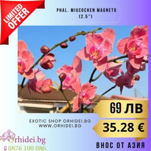 Phal. MiucoChen Magneto (2.5″) #136
