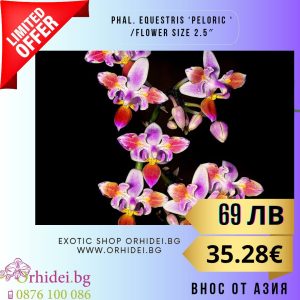Phal. equestris ‘peloric ‘  2.5″ #130