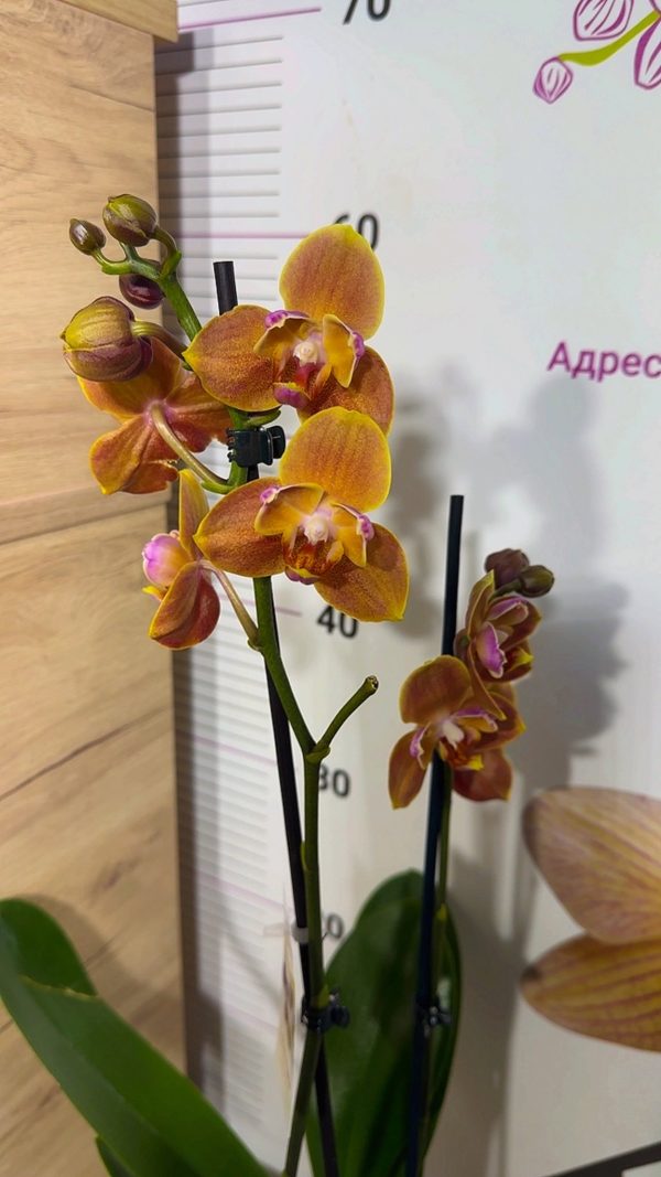 Фаленопсис Пелорик  2цв.  #68 - Image 4