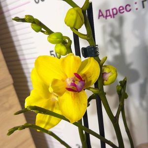 Фаленопсис Пелорик  2цв.  #67