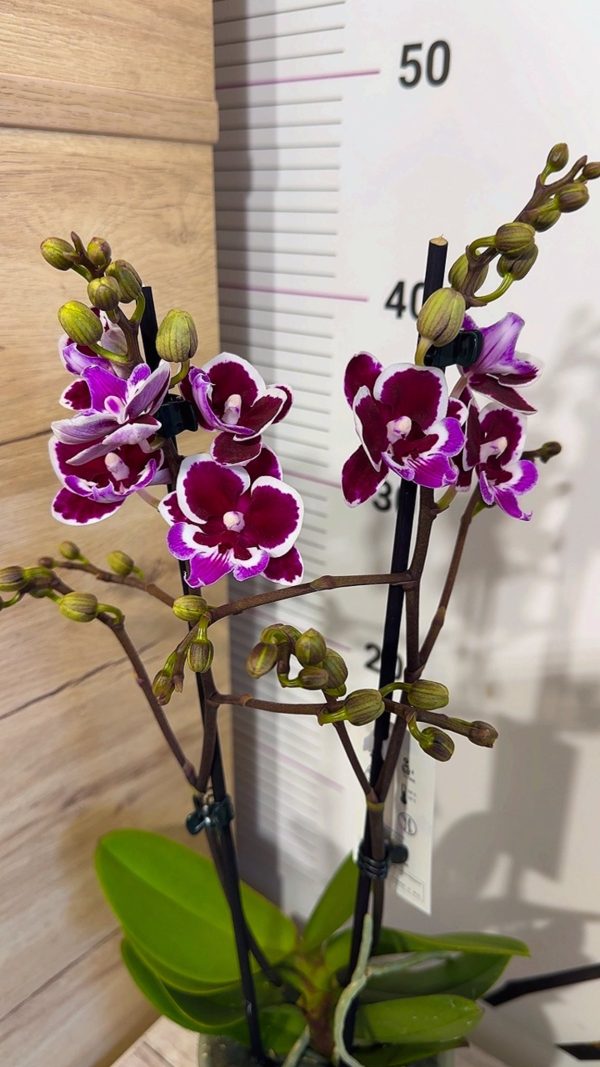 Фаленопсис 2цв.    #61 - Image 3
