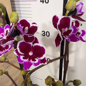 Фаленопсис 2цв.    #61