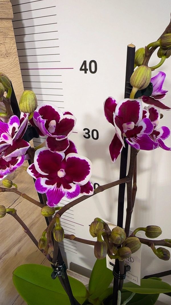 Фаленопсис 2цв.    #61