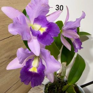 Катлея #12
