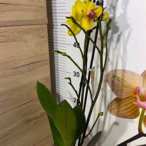 Alternative view of Фаленопсис Пелорик  2цв.  #67