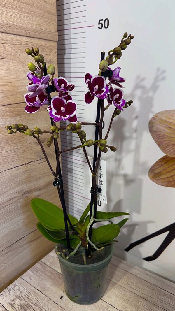 Фаленопсис 2цв.    #61 - Image 2