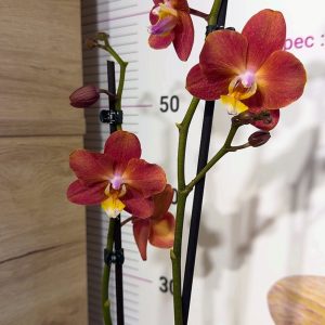 Фаленопсис 2 цв.  #73