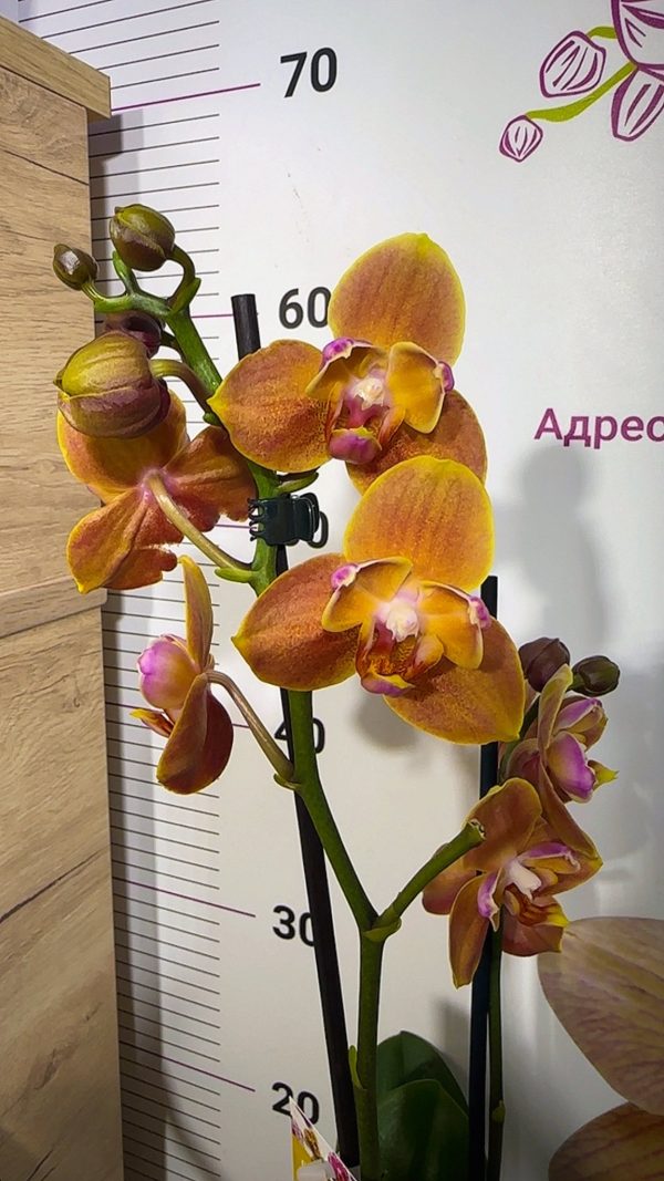 Фаленопсис Пелорик  2цв.  #68