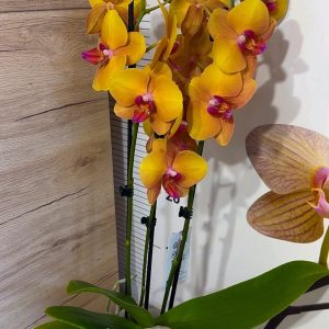 Alternative view of Фаленопсис 2цв.  #79