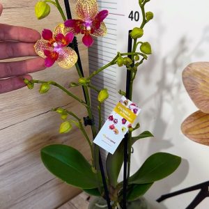 Alternative view of Фаленопсис Пелорик  2цв.  #67