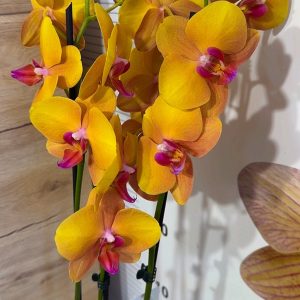 Фаленопсис 2цв.  #79