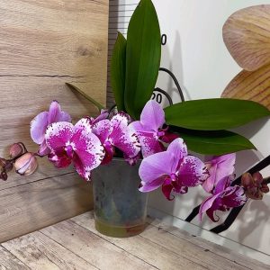 Фаленопсис Каскаден   #179