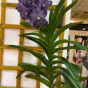 Alternative view of Ванда XXL #160