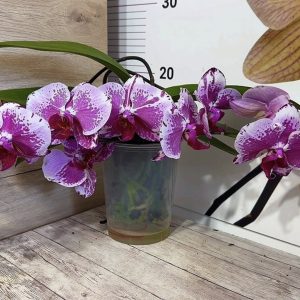 Alternative view of Фаленопсис Каскаден   #179