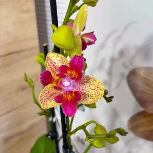 Фаленопсис Пелорик  2цв.  #67