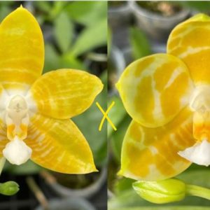 Phal. Yaphon Yellow Bomb x Yaphon Love Song 2.5 #120