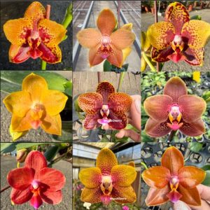 Phal. Zheng Min Anaconda Hybrid  2.5″ …. #137