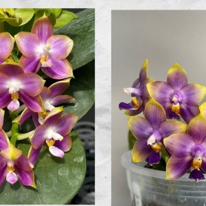 Phal. Yaphon Blue Bird x Mituo Relflex Dragon'Blue  2.5"  без цвят #119