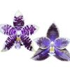 Phal. Mainshow Blue Sparrow x Phal.LL Blue Leopard /2.5" без цвят #102