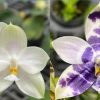 Phal. Jamboree Blossom x LL Blue Magpie / 2.5″  без цвят #108