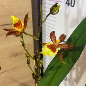 Камбрия Ароматна #7005