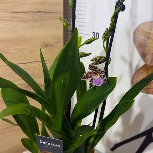 Alternative view of Камбрия Ароматна #7006