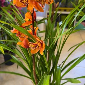 Alternative view of Цимбидиум  #13