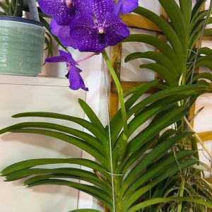 Alternative view of Ванда XXL #162