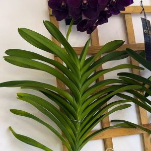 Alternative view of Ванда XXL #160