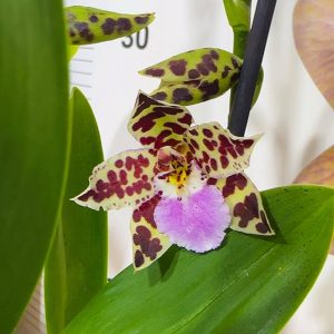 Камбрия Ароматна #7006